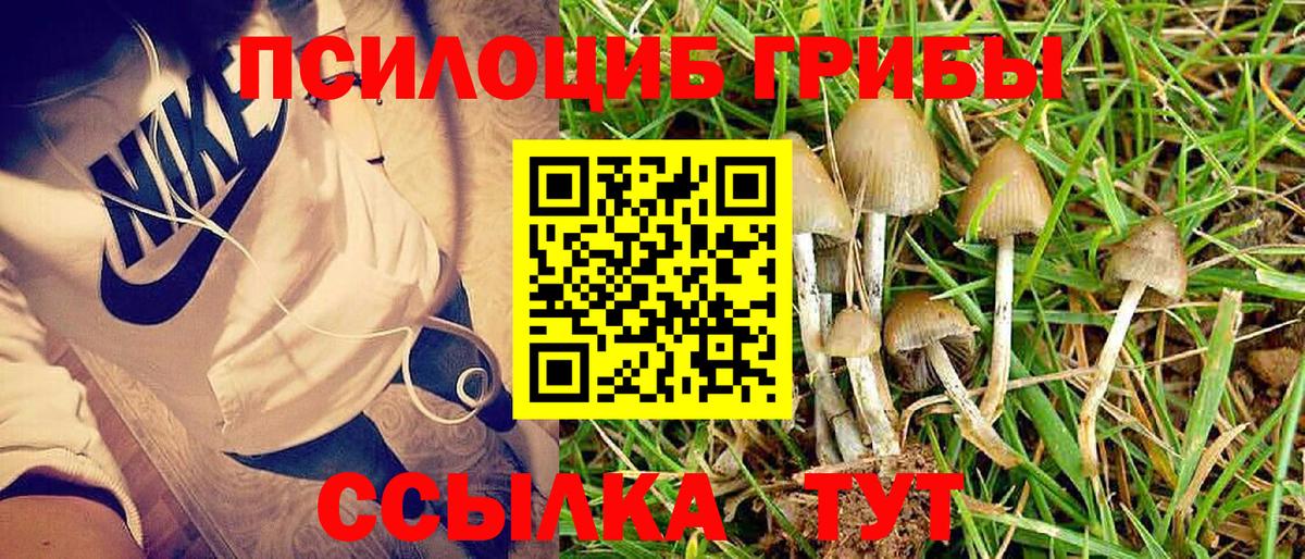 Псилоцибиновые грибы Cubensis  Вход с VPN  Сосновый Бор 